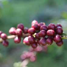 Lade das Bild in den Galerie-Viewer, Espresso Kabira - Äthiopien