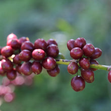 Lade das Bild in den Galerie-Viewer, Filter Kabira - Äthiopien